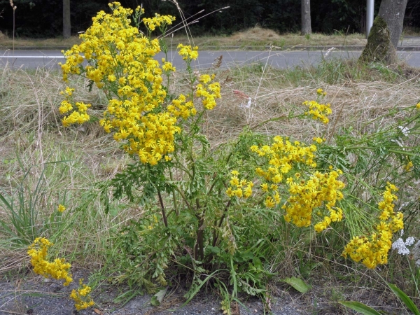Jacobaea vulgaris vulgaris
Common Ragwort (Eng) Jacobskruiskruid (Ned) Jakobs-Greiskraut (Ger)
Trefwoorden: Plant;Asteraceae;Bloem;geel