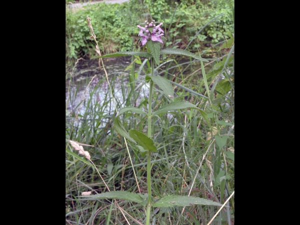 Stachys palustris
Marsh Woundwort (Eng) Moerasandoorn (Ned) Sumpf-Ziest (Ger)
Trefwoorden: Plant;schaduwplant;Lamiaceae;Bloem;rood;purper
