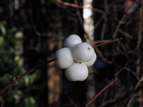 Symphoricarpos albus
Common Snowberry (Eng) Sneeuwbes (Ned) Gewöhnliche Schneebeere (Ger)
Trefwoorden: Plant;Caprifoliaceae;stinzenplant;vrucht