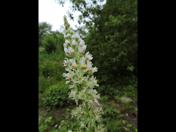 Reseda alba
White Mignonette (Eng) Witte Reseda (Ned) Weisse Reseda (Ger)
Trefwoorden: Plant;Resedaceae;Bloem;wit