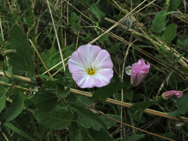 Convolvulus arvensis
Field Bindweed (Eng) Akkerwinde (Ned) Acker-Winde (Ger)
Trefwoorden: Plant;Convolvulaceae;Bloem;wit;roze