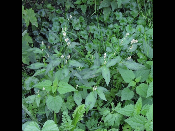 Persicaria lapathifolia
Pale Persicaria, Pale Smartweed (Eng) Beklierde Duizendknoop (Ned)  Ampfer-Knöterich (Ger)
Trefwoorden: Plant;Polygonaceae;Bloem;wit