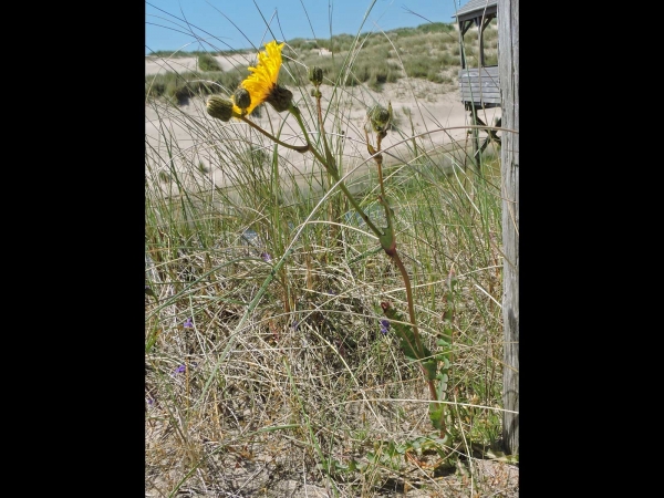 Sonchus arvensis maritimus
Field Milk Thistle (Eng) Zeemelkdistel (Ned)
Trefwoorden: Plant;Asteraceae;Bloem;geel