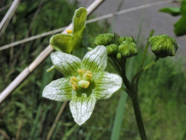 Bryonia dioica
White Bryony, English Mandrake (Eng) Heggenrank (Ned) Rotfrüchtige Zaunrübe (Ger)
Trefwoorden: Plant;Cucurbitaceae;Bloem;wit;groen;klimplant