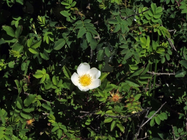 Rosa pimpinellifolia
Burnet Rose (Eng) Duinroos (Ned) Bibernell-Rose (Ger)
Trefwoorden: Plant;Boom;Rosaceae;Bloem;wit;duinplant