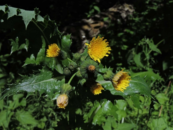 Sonchus asper
Prickly Sow-thistle (Eng) Gekroesde Melkdistel (Ned) Raue Gänsedistel (Ger)
Trefwoorden: Plant;Asteraceae;Bloem;geel
