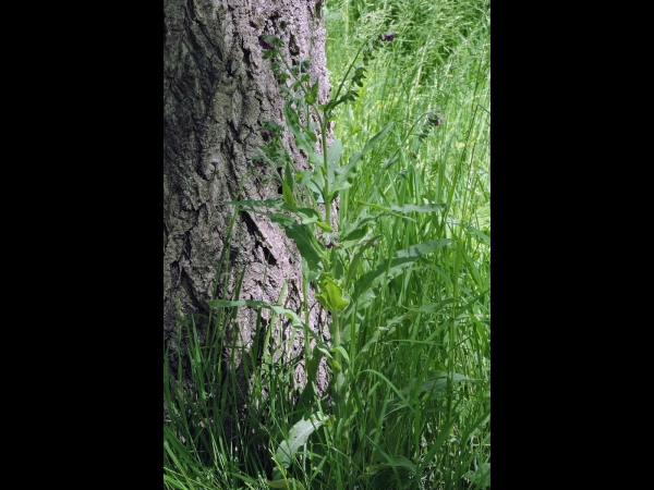Cynoglossum officinale
Hound's-tongue (Eng) Veldhondstong (Ned) Gewöhnliche Hundszunge (Ger)
Trefwoorden: Plant;Boraginaceae;Bloem;rood;blauw;paars;duinplant
