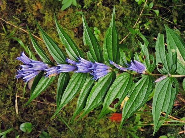 Gentiana asclepiadea
Willow Gentian (Eng) Zijdeplantgentiaan (Ned) Schwalbenwurz-Enzian, Herbst-Enzian (Ger)
Trefwoorden: Plant;Gentianaceae;Bloem;blauw