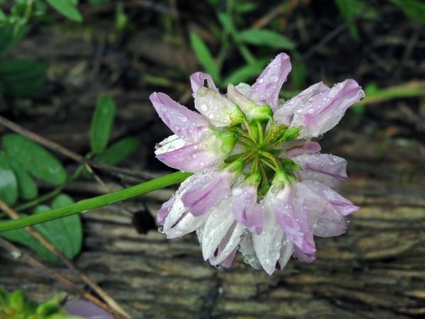 Securigera varia
Crownvetch (Eng) Bont Kroonkruid, Kroonwikke (Ned) Bunte Kronwicke (Ger)
Trefwoorden: Plant;Fabaceae;Bloem;roze;wit