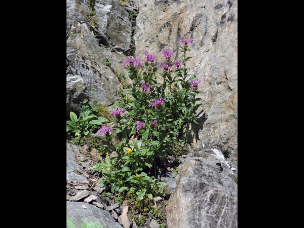 Centaurea; C. uniflora
Singleflower Knapweed (Eng) Eenbloemige Centaurie (Ned) Einköpfige Flockenblume (Ger)
Trefwoorden: Plant;Asteraceae;blauw;paars