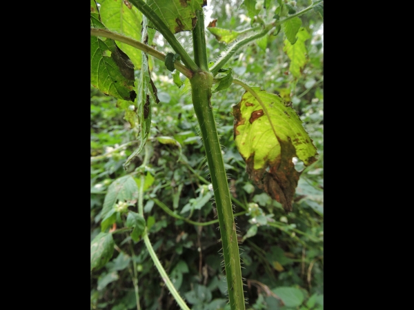Galeopsis speciosa
Large-flowered Hemp-nettle (Eng) Dauwnetel (Ned) Bunter Hohlzahn (Ger) - Stem
Trefwoorden: Plant;Lamiaceae;Bloem;geel;paars