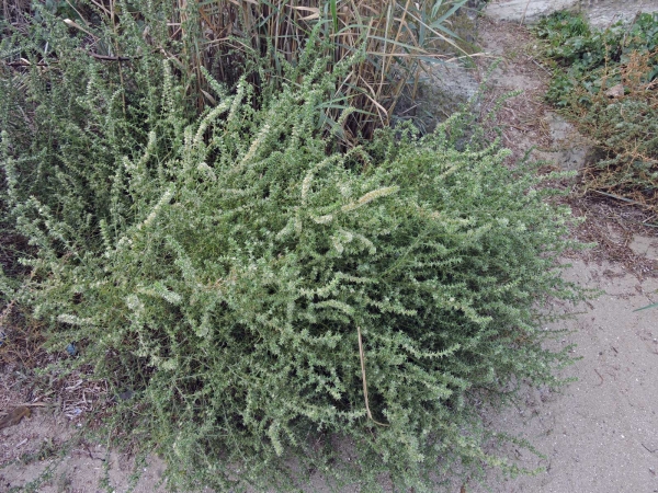 Kali tragus
Common Saltwort, Prickly Russian Thistle (Eng) Zacht Loogkruid (Ned) Ruthenisches Salzkraut (Ger)
Trefwoorden: Plant;Amaranthaceae;wit;roze;rood
