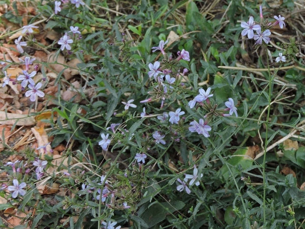 Plumbago europaea
Common Leadwort (Eng) Mannentrouw (Ned) Europäische Bleiwurz (Ger)
Trefwoorden: Plant;Plumbaginaceae;Bloem;wit;paars